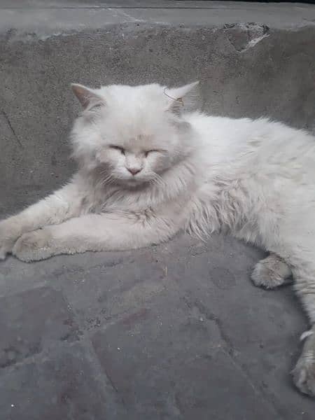 Persion cat for sale Friendly and trained 2