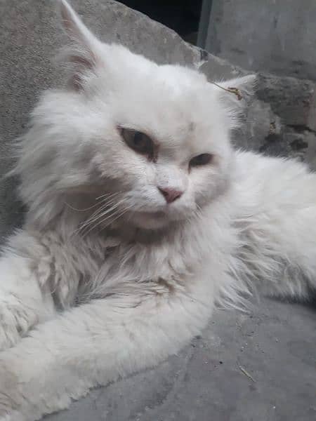 Persion cat for sale Friendly and trained 3