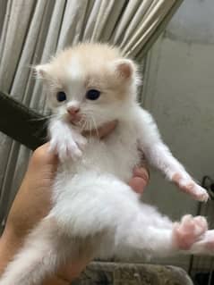 PERSIAN KITTENS FOR SALE 0