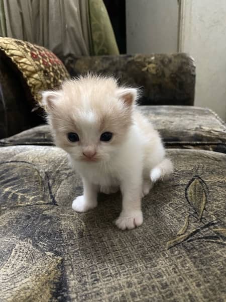 PERSIAN KITTENS FOR SALE 1