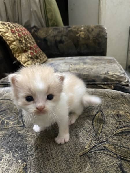 PERSIAN KITTENS FOR SALE 2
