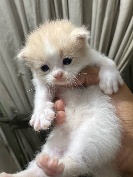 PERSIAN KITTENS FOR SALE 3