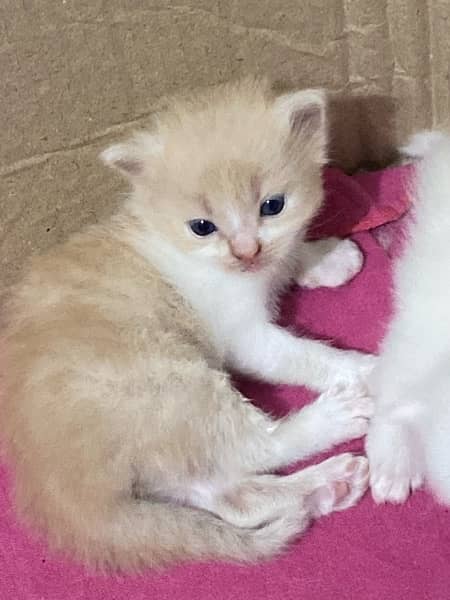 PERSIAN KITTENS FOR SALE 5