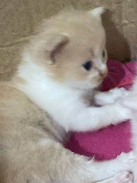 PERSIAN KITTENS FOR SALE 6
