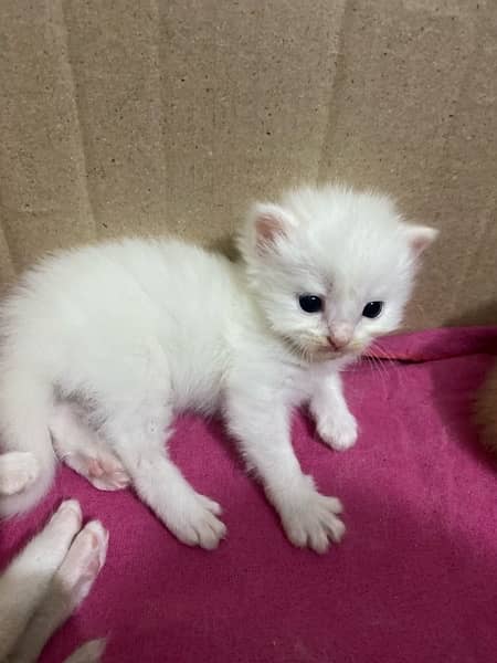 PERSIAN KITTENS FOR SALE 7