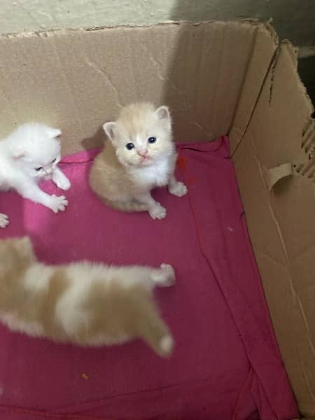 PERSIAN KITTENS FOR SALE 8