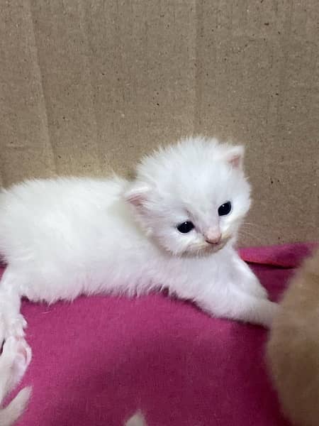 PERSIAN KITTENS FOR SALE 9