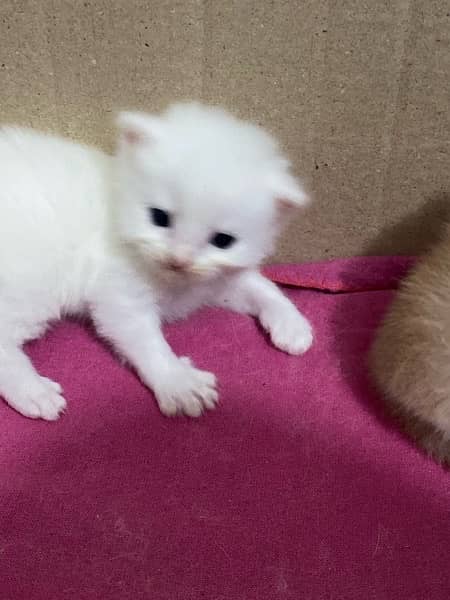 PERSIAN KITTENS FOR SALE 10