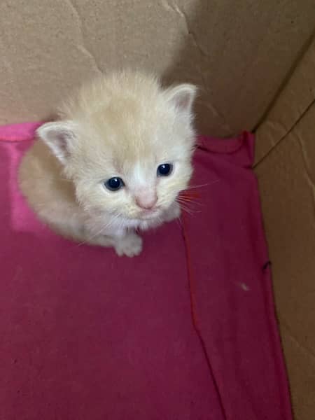 PERSIAN KITTENS FOR SALE 11