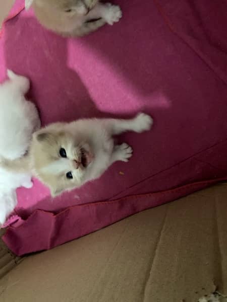 PERSIAN KITTENS FOR SALE 12