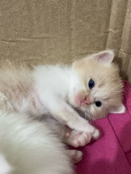 PERSIAN KITTENS FOR SALE 14