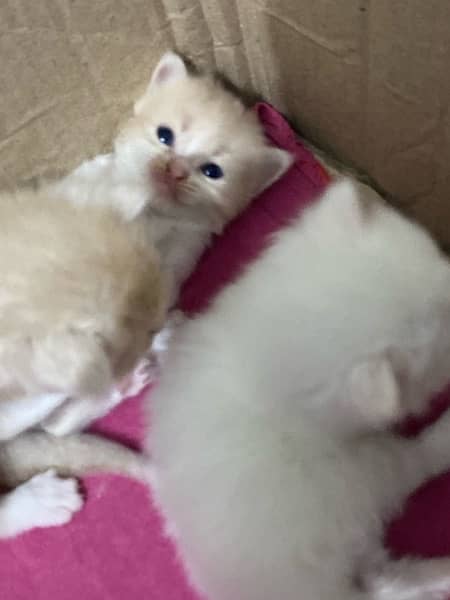 PERSIAN KITTENS FOR SALE 16