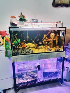 Aquarium Urgent Sale /Fish Tank/Fish Homs/Equarum Complete