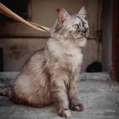 Parsian cat female