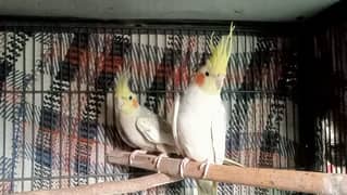 Cockatiel Breeder Pairs