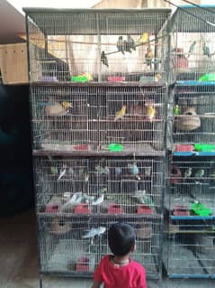 8 cage whith toty arjant sale 03152575994