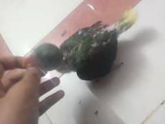 raw parrot chick dark green colour ful active