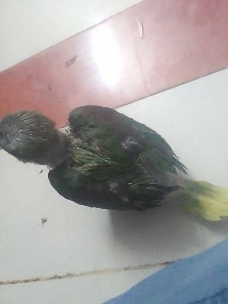 raw parrot chick dark green colour ful active 1
