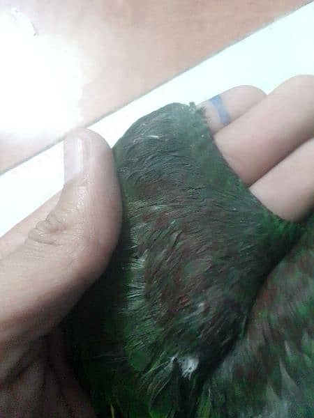 raw parrot chick dark green colour ful active 2