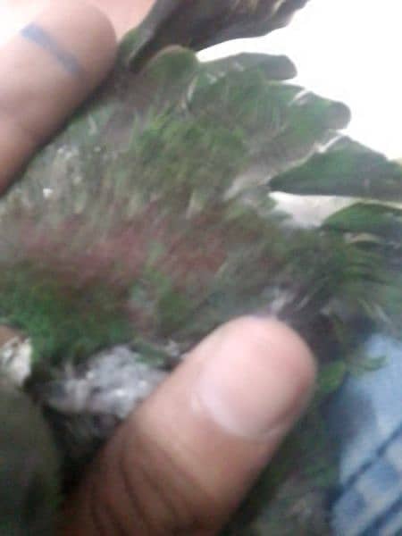 raw parrot chick dark green colour ful active 3