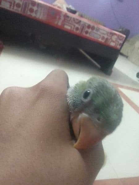 raw parrot chick dark green colour ful active 4