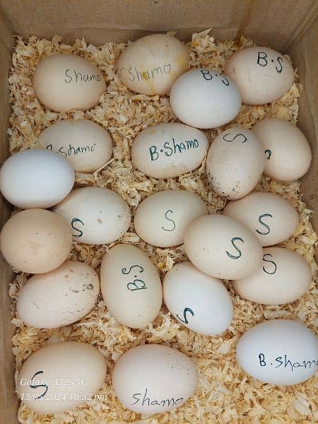 German O shamo Chicks & eggs available fresh and fertile eggs 4