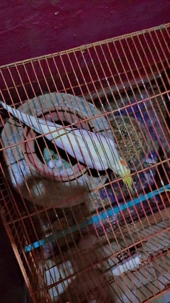 cockatiel parrot 16