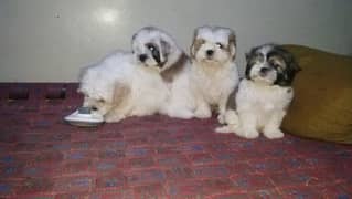 Shitzu puppy 2month old puppies