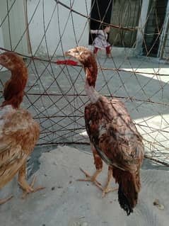Aseel chicks for sale age 9.6 month