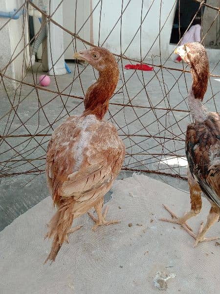 Aseel chicks for sale age 9.6 month 1