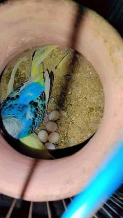 budgie breeder pair with eggs