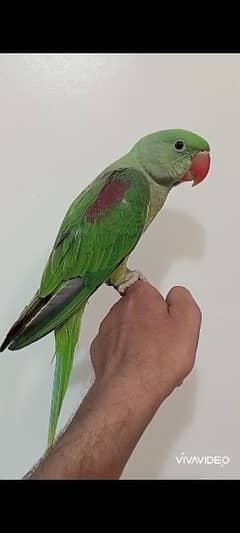 Raw Alexander Self Baby Parrot 0