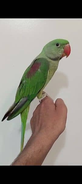Raw Alexander Self Baby Parrot 1