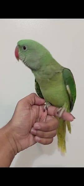 Raw Alexander Self Baby Parrot 2