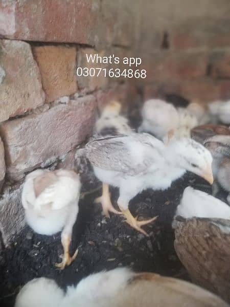 Aseel chicks 1