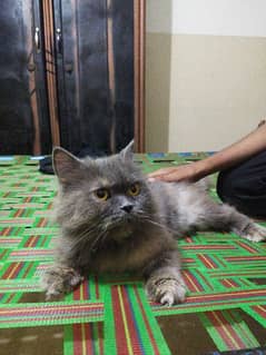 grey Persian cat 0