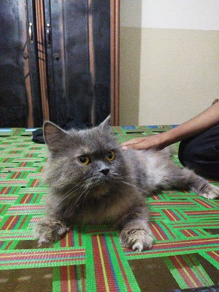 grey Persian cat 0