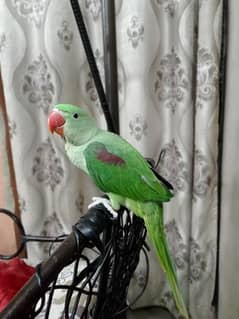 kashmiri pahari Green parrot 4 months age hantame 0