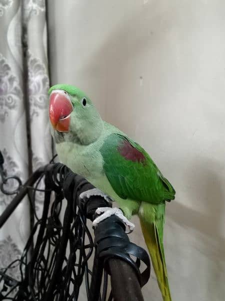 kashmiri pahari Green parrot 4 months age hantame 1