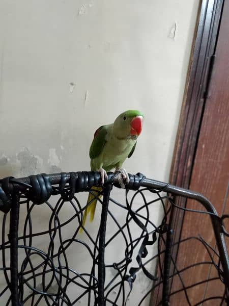 kashmiri pahari Green parrot 4 months age hantame 2