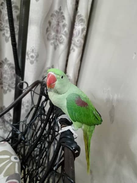 kashmiri pahari Green parrot 4 months age hantame 3