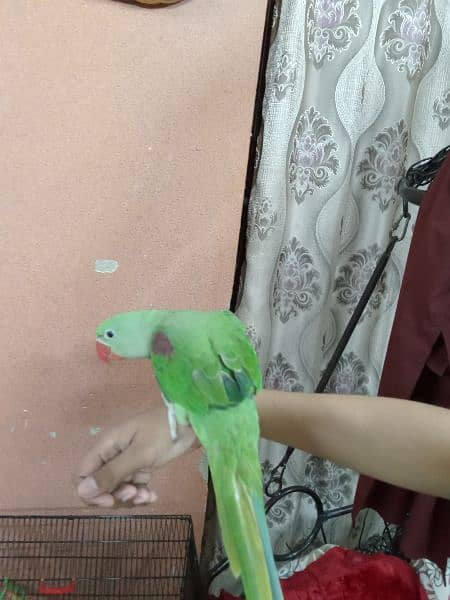 kashmiri pahari Green parrot 4 months age hantame 4