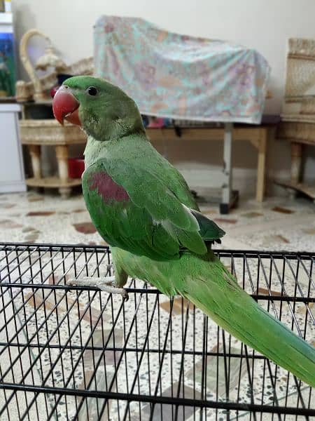 kashmiri pahari Green parrot 4 months age hantame 5