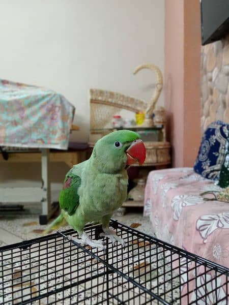 kashmiri pahari Green parrot 4 months age hantame 6