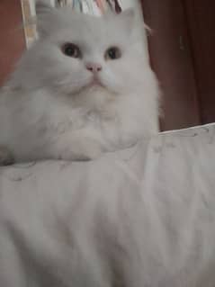 White Cat of 6 month