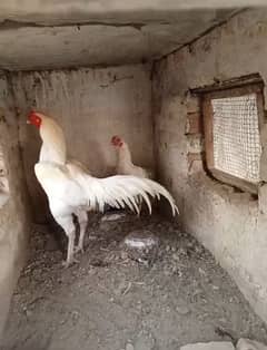 Aseel Heera cross chicks for sale