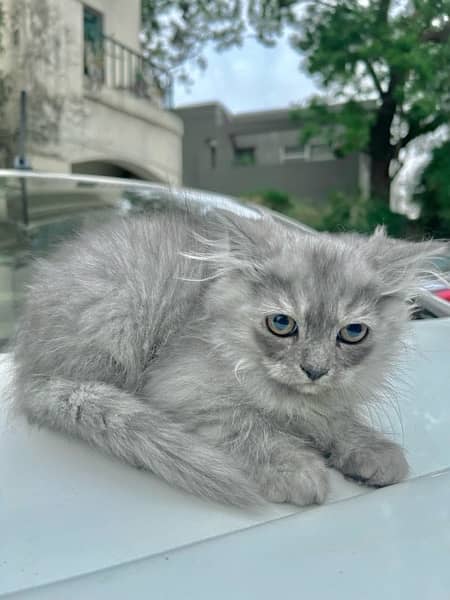 Persian Tripple Coated Purebreed Kittens in Pairs or Single 2