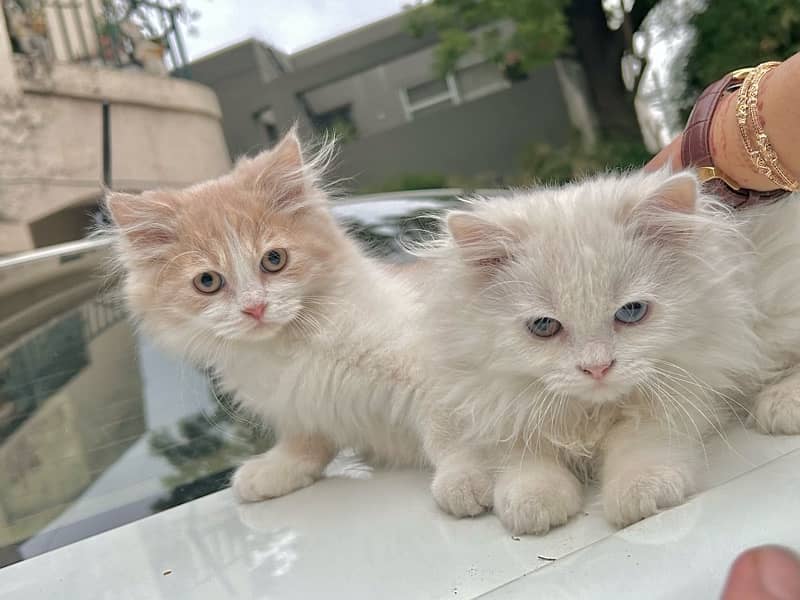 Persian Tripple Coated Purebreed Kittens in Pairs or Single 0