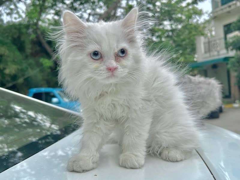 Persian Tripple Coated Purebreed Kittens in Pairs or Single 3