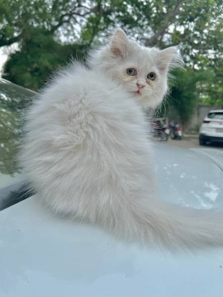 Persian Tripple Coated Purebreed Kittens in Pairs or Single 7